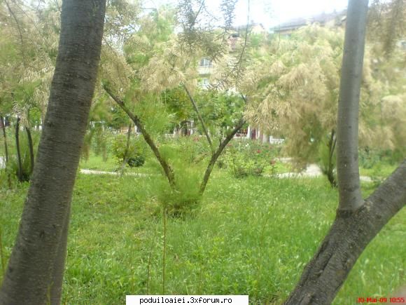 parcul in