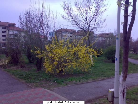 primavara in